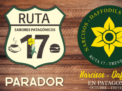 Narcisos - Daffodils