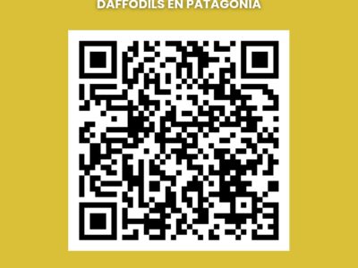 Narcisos - Daffodils