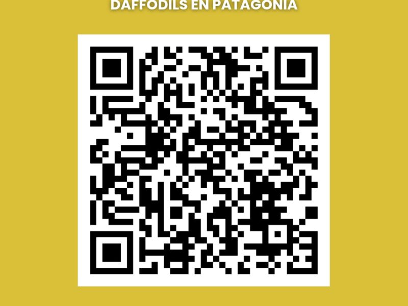 Narcisos - Daffodils