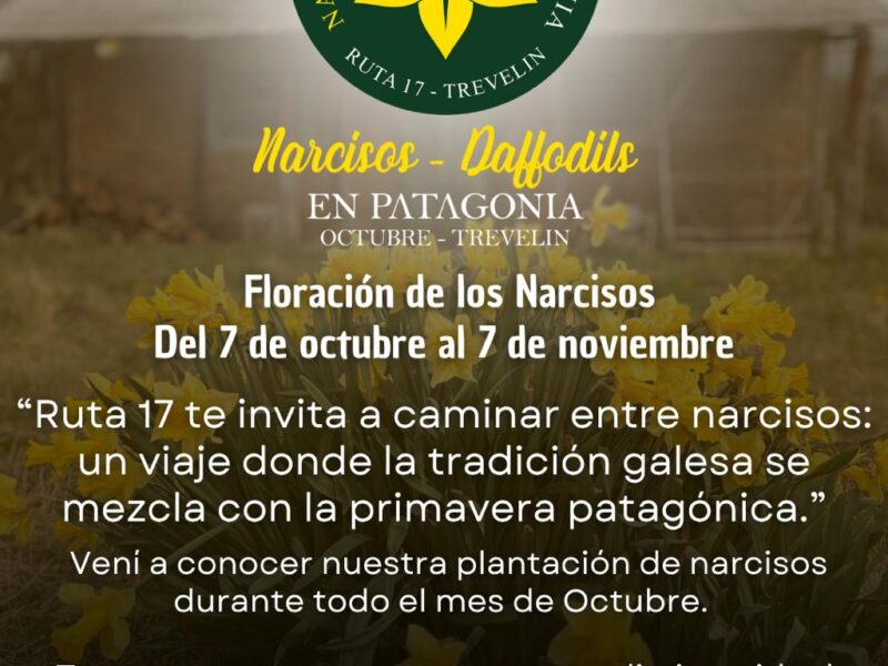 Narcisos - Daffodils