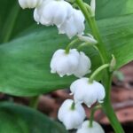 WhatsApp Image 2025-10-26 at 17.41.07 (1)