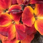 WhatsApp Image 2025-10-26 at 17.41.09