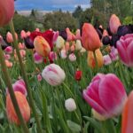 WhatsApp Image 2025-10-26 at 17.43.31