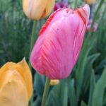 WhatsApp Image 2025-10-26 at 17.43.33 (1)