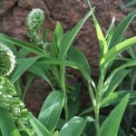 WhatsApp Image 2025-10-26 at 17.43.33